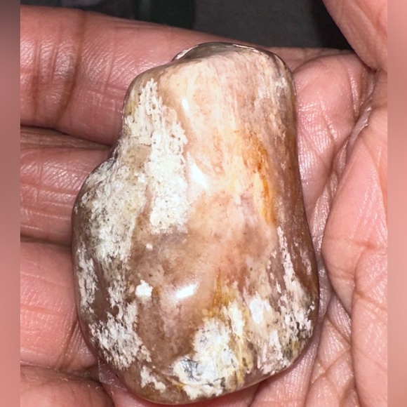 Petrified Wood - Picture 5 of 5